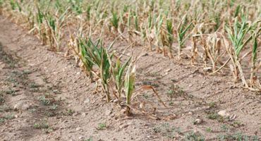 Climate Change Cuts Crop Yields - Stanford Study Finds