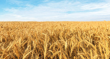 Wheat Growers Get $933M in Disaster Support
