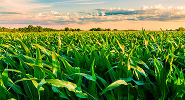 Conservation Farming Increases Crop Yields and Health