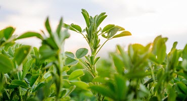 Silk Microneedles Could Transform Crop Farming